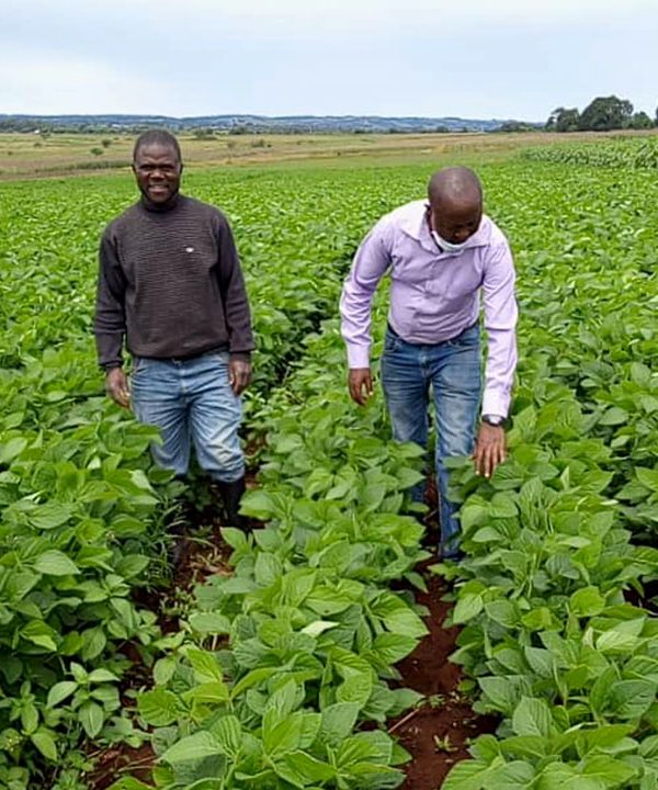 Learn About Soy Farming Project